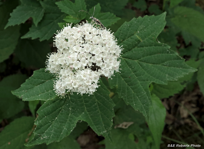 MapleLeaf_Viburnum