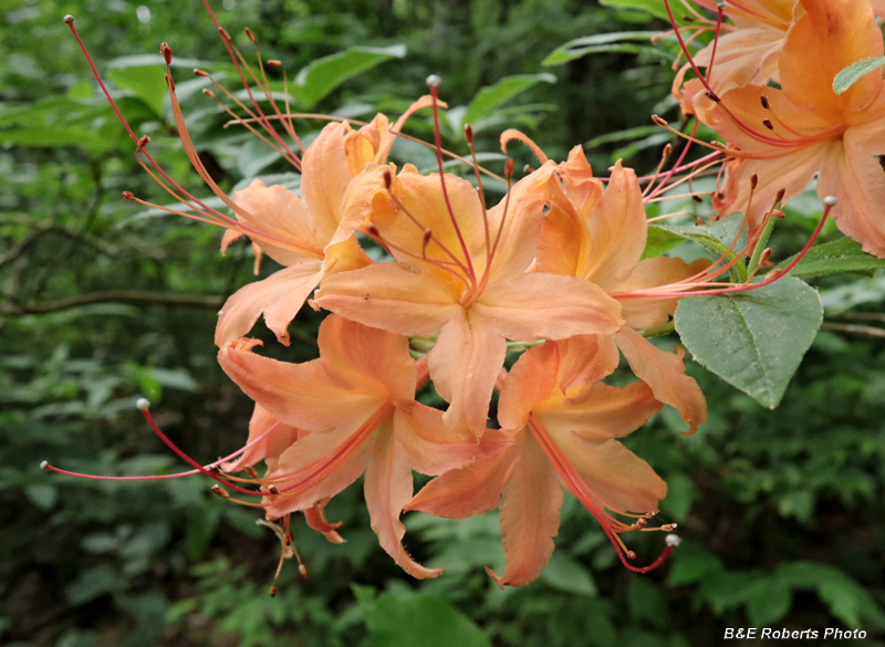 Flame_Azalea