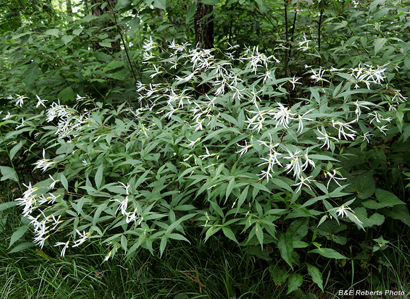 Gillenia_trifoliata