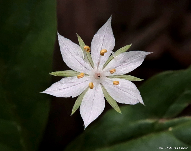 Starflower