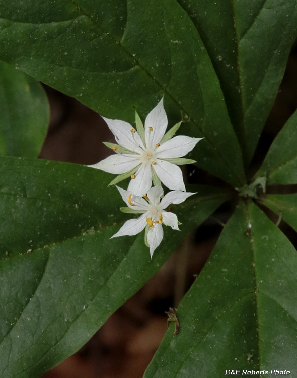 Starflower