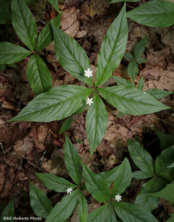 Starflower