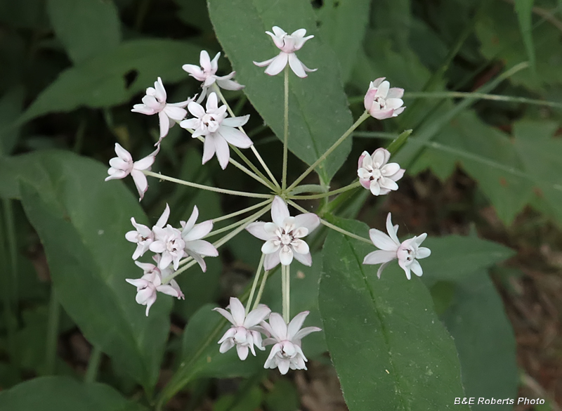 Asclepias_quadrifolia