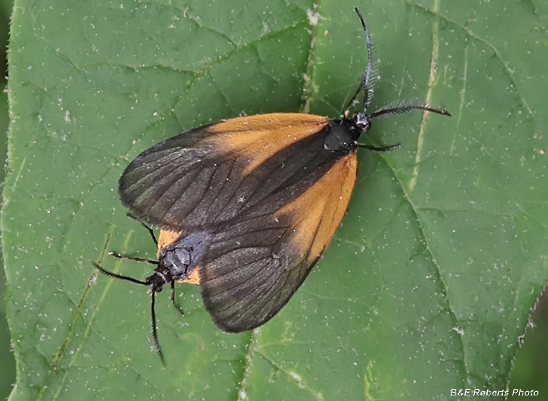 Orange_Patched_Smoky_Moths