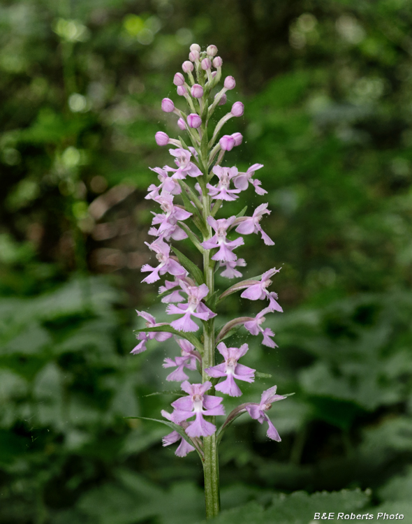 Platanthera_psycodes