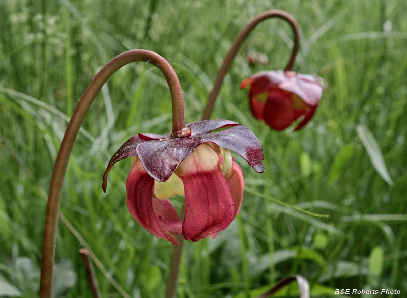 Sarracenia_purpurea