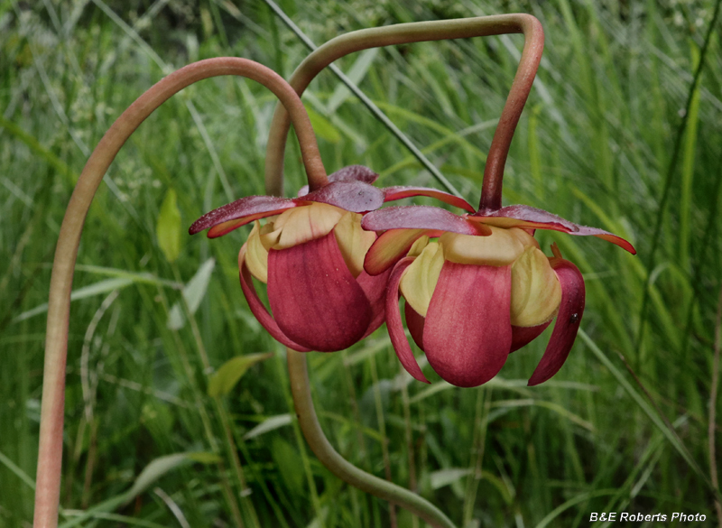 Sarracenia_purpurea